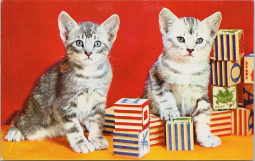 Animal two gray kittens - gray,